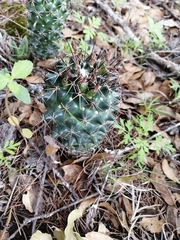 Coryphantha potosiana