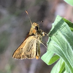 Ocybadistes walkeri sothis