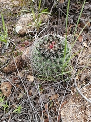 Coryphantha potosiana