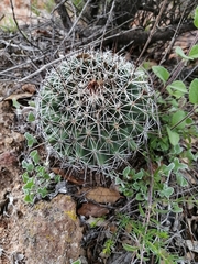 Coryphantha potosiana