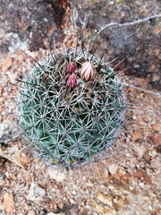 Coryphantha potosiana