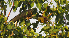 Rhyticeros undulatus