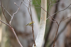 Melithreptus brevirostris brevirostris