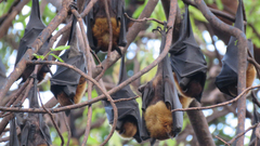 Pteropus