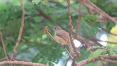 Pycnonotus conradi