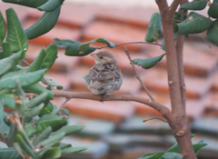 Passer domesticus
