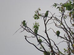 Psittacula alexandri fasciata