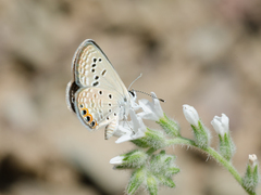Freyeria trochylus