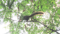 Callosciurus finlaysonii