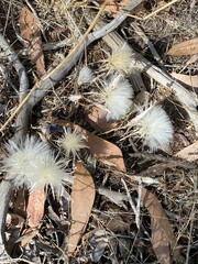 Podotheca angustifolia