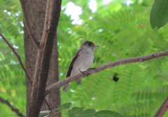 Muscicapa dauurica