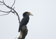 Rhyticeros undulatus