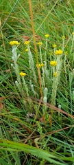 Helichrysum cymosum