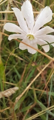 Silene undulata