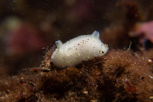Red Sponge Dorid, Henderson Point Dive Site, photo 8 of 10