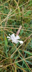 Silene undulata