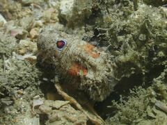 Crenarctus bicuspidatus