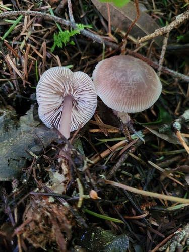 Representative image of Mycena pura
