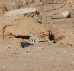 Xerospermophilus tereticaudus