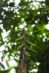 Vanilla planifolia image