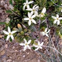 Stackhousia pulvinaris