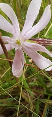 Silene burchellii