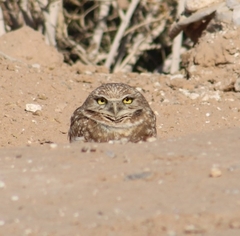 Athene cunicularia hypugaea
