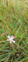 Silene burchellii