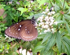 Eupatorium fortunei