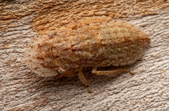Ledromorpha
