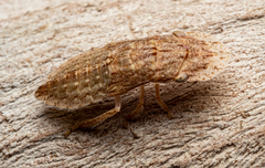 Ledromorpha