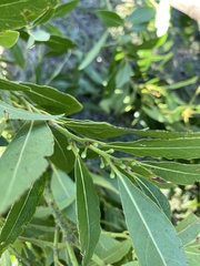 Elaeocarpus reticulatus