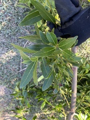 Elaeocarpus reticulatus