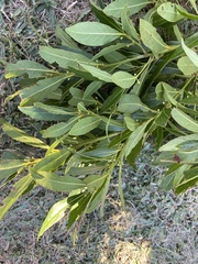 Elaeocarpus reticulatus