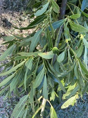 Elaeocarpus reticulatus