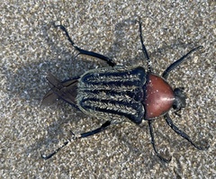 Trichaulax philipsii