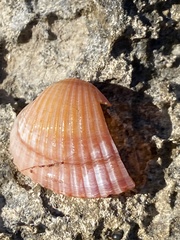 Cerastoderma glaucum