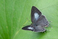 Hypolycaena phorbas