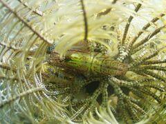 Synalpheus stimpsonii