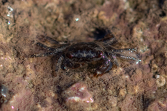 Pachygrapsus marmoratus