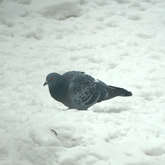Columba livia domestica