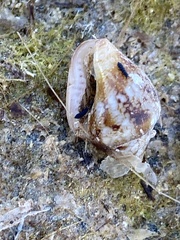 Columbella rustica