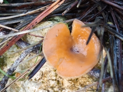Phaeohelotium baileyanum