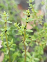 Galium porrigens