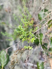 Galium porrigens
