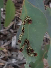 Opodiphthera eucalypti