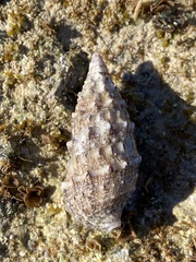 Cerithium vulgatum