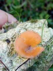 Phaeohelotium baileyanum