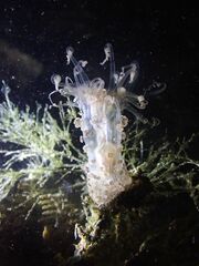 Alicia pretiosa