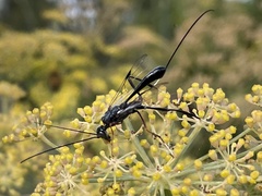 Aulacidae